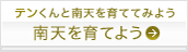 テンくんと南天を育ててみよう「南天を育てよう」